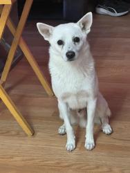 Lost Male Dog last seen Near ave and cesar chavez st, Coachella, CA 92236
