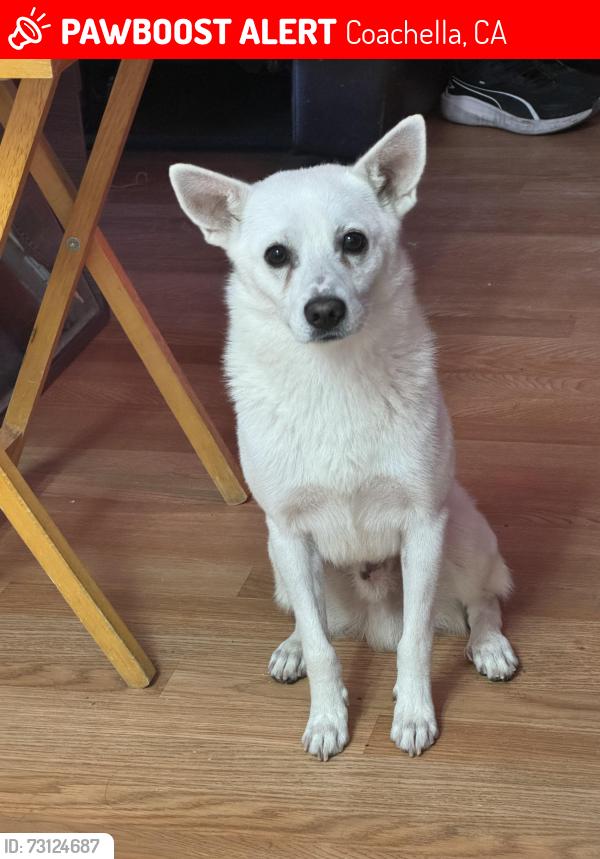 Lost Male Dog last seen Near ave and cesar chavez st, Coachella, CA 92236