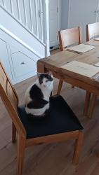 Reunited Female Cat last seen Mill Hill, Boulton Moor, England 