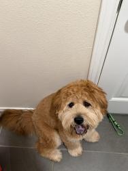 Reunited Male Dog last seen 143rd & Vernon, Lubbock, TX 79423
