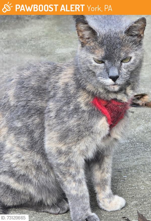 Found/Stray Female Cat last seen Masonic Dr & N Point Dr, York, PA 17406