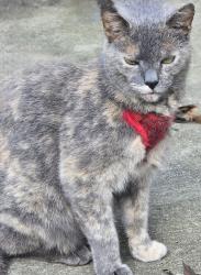 Found/Stray Female Cat last seen Masonic Dr & N Point Dr, York, PA 17406
