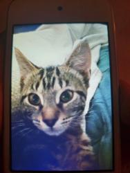 Lost Female Cat last seen Starbucks, Spanaway Elementary, Exchange Pub/Tavern, Spanaway, WA 98387