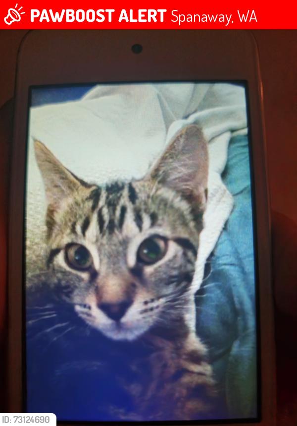 Lost Female Cat last seen Starbucks, Spanaway Elementary, Exchange Pub/Tavern, Spanaway, WA 98387