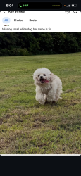 Lost Female Dog last seen Marroway, Weston Turville, England 
