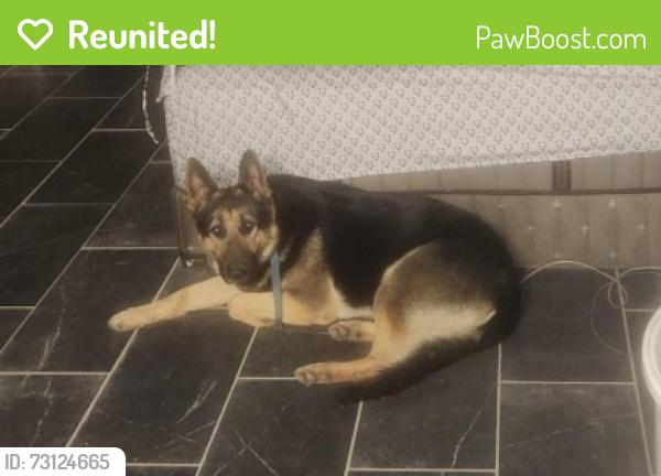Reunited Male Dog last seen Crysler and 23rd and Sterling, Independence, MO 64052