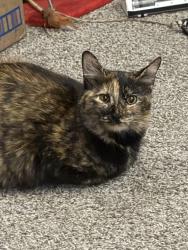 Lost Female Cat last seen 14th street, Bonita Springs, FL 34135