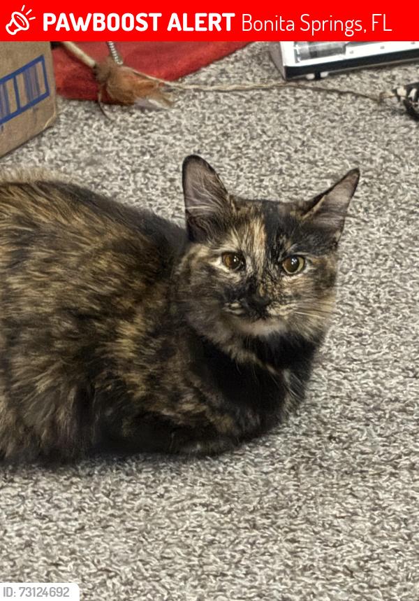 Lost Female Cat last seen 14th street, Bonita Springs, FL 34135