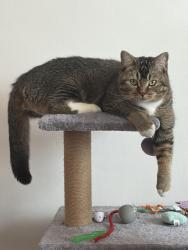 Reunited Female Cat last seen Eastbourne Road N15, Tottenham, England 