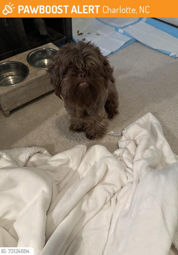 Found/Stray Male Dog last seen Near Steele Fire Station, Charlotte, NC 28278