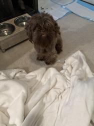 Found/Stray Male Dog last seen Near Steele Fire Station, Charlotte, NC 28278