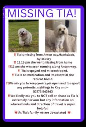 Lost Female Dog last seen ELLEN ROAD, Aylesbury, England 