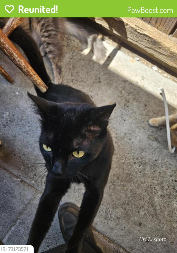 Reunited Male Cat last seen Cathay drive, ocala avenue, overfelt highschool field, San Jose, CA 95122