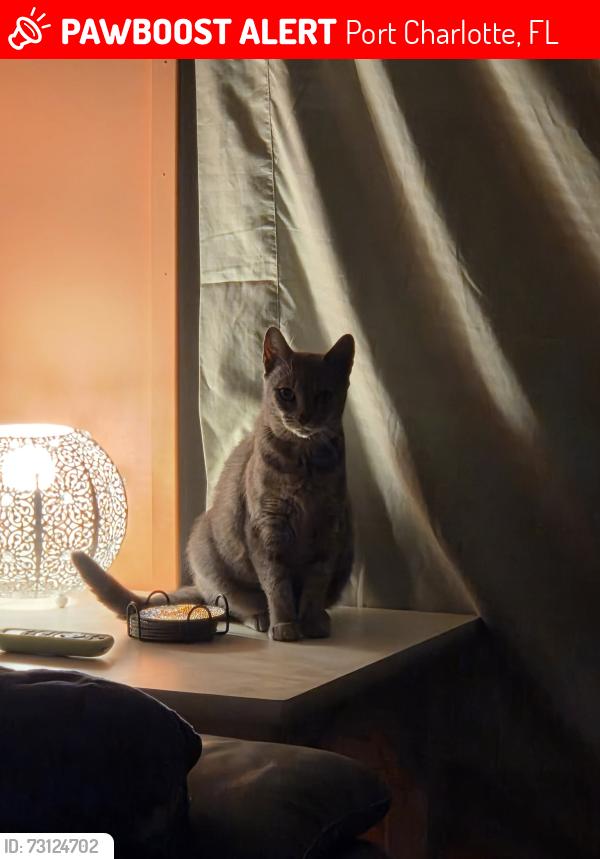 Lost Female Cat last seen Melbourne st, Port Charlotte, FL 33980