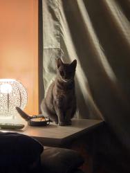 Lost Female Cat last seen Melbourne st, Port Charlotte, FL 33980