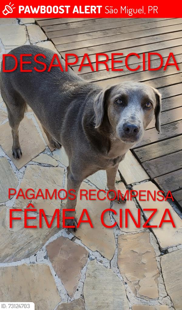 Lost Female Dog last seen Estrada para Thomaz Coelho, São Miguel, PR 