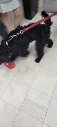 Reunited Male Dog last seen La mirada & Alicante, La Mirada, CA 90638