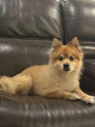 Reunited Male Dog last seen Woodbridge Neighborhood, Schillinger Rd and Cottage Hill, Mobile, AL 36695