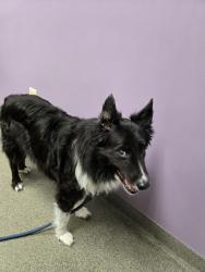 Lost Male Dog last seen Brentwood and Litzinger, Brentwood, MO 63144