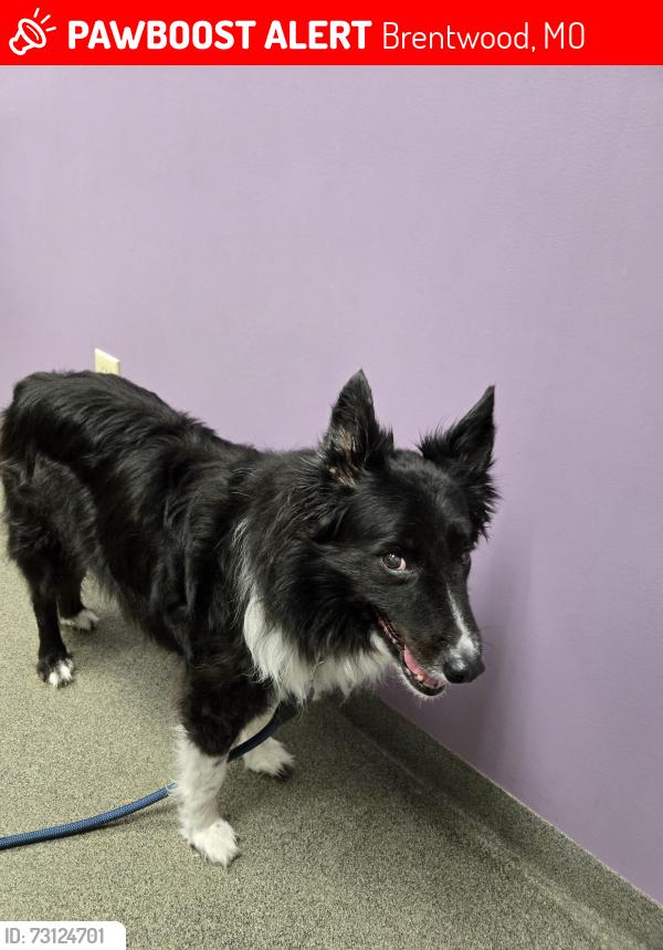 Lost Male Dog last seen Brentwood and Litzinger, Brentwood, MO 63144