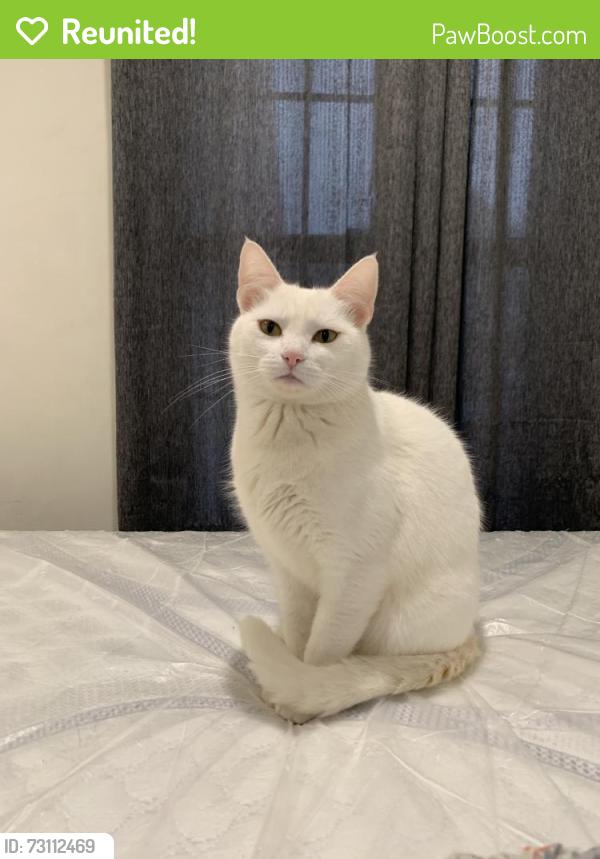 Reunited Female Cat last seen Near Arroyo Ave, Pomona, CA 91768, USA, Pomona, CA 91768