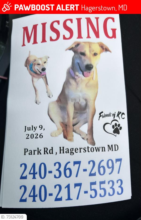Lost Female Dog last seen Jefferson Blvd or Pangborn, Hagerstown, MD 21740