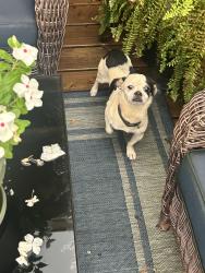 Reunited Male Dog last seen Olde Well South Area, Hickory, NC 28602