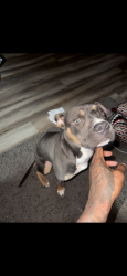 Lost Female Dog last seen 175th kedzie, Hazel Crest, IL 60429