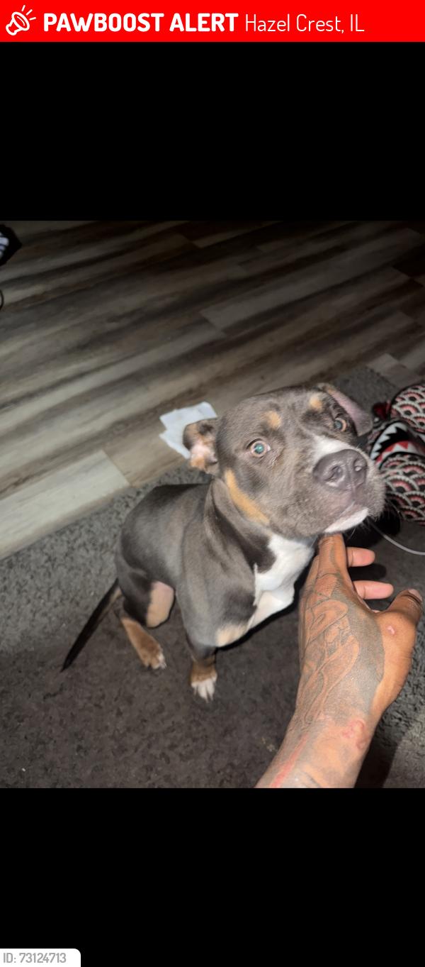 Lost Female Dog last seen 175th kedzie, Hazel Crest, IL 60429