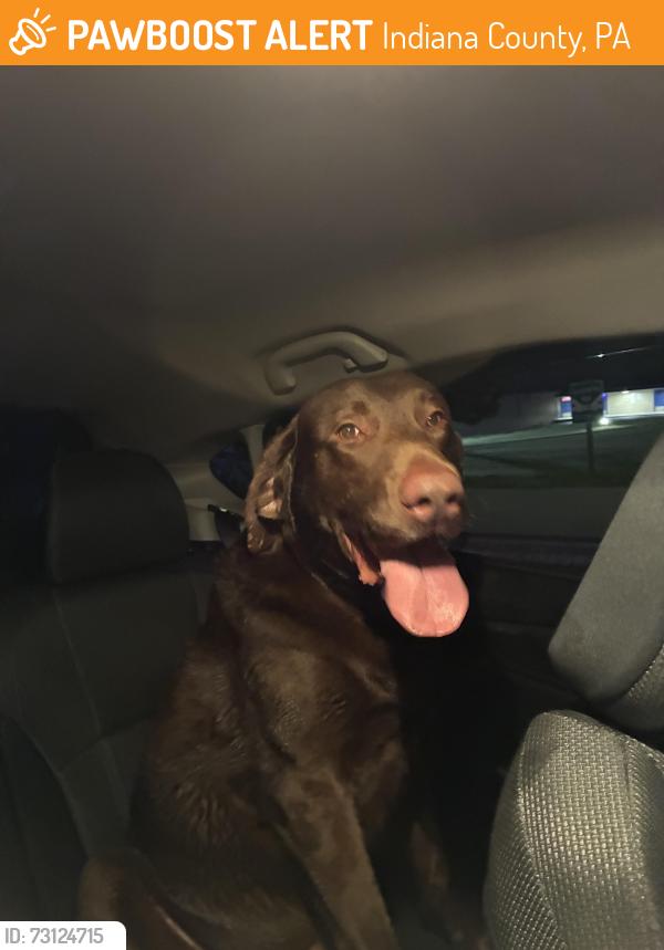 Found/Stray Male Dog last seen United High School , Armagh PA 15920, Indiana County, PA 15920