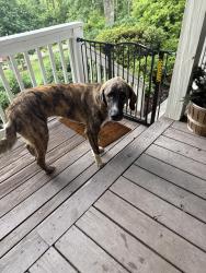 Reunited Female Dog last seen Bearwallow in Hendersonville, Hendersonville, NC 28792