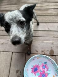 Reunited Female Dog last seen Bearwallow in Hendersonville, Hendersonville, NC 28792