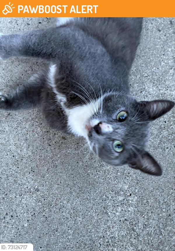 Found/Stray Unknown Cat last seen Macfarlane Drive Penn hills, Penn Hills Township, PA 15235