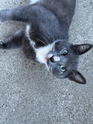 Found/Stray Unknown Cat last seen Macfarlane Drive Penn hills, Penn Hills Township, PA 15235