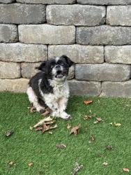 Found/Stray Male Dog last seen Spotswood rd, Summerfield, NC 27358