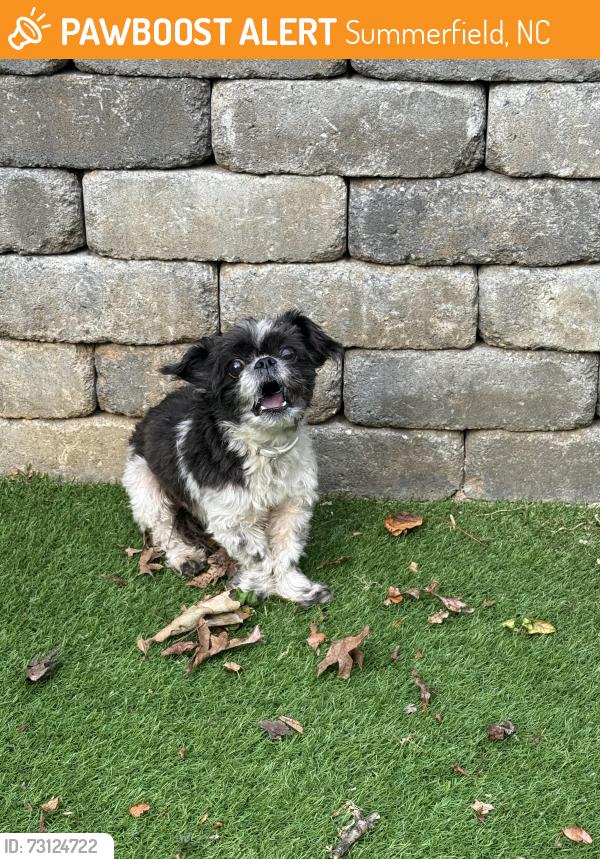 Found/Stray Male Dog last seen Spotswood rd, Summerfield, NC 27358