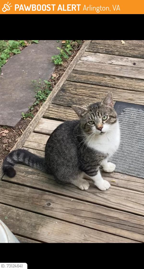 Found/Stray Male Cat last seen Fredrick St S / 12th St S 22204, Arlington, VA 22204