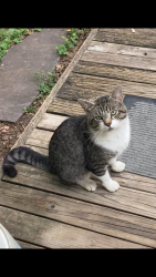 Found/Stray Male Cat last seen Fredrick St S / 12th St S 22204, Arlington, VA 22204
