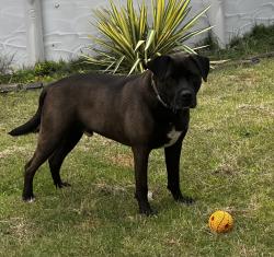 Reunited Male Dog last seen Spring flowers Dr, Cameron, NC 28326