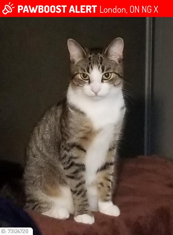 Lost Male Cat last seen Barrydale and aldersbrook, London, ON N6G 2X4