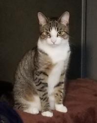Lost Male Cat last seen Barrydale and aldersbrook, London, ON N6G 2X4