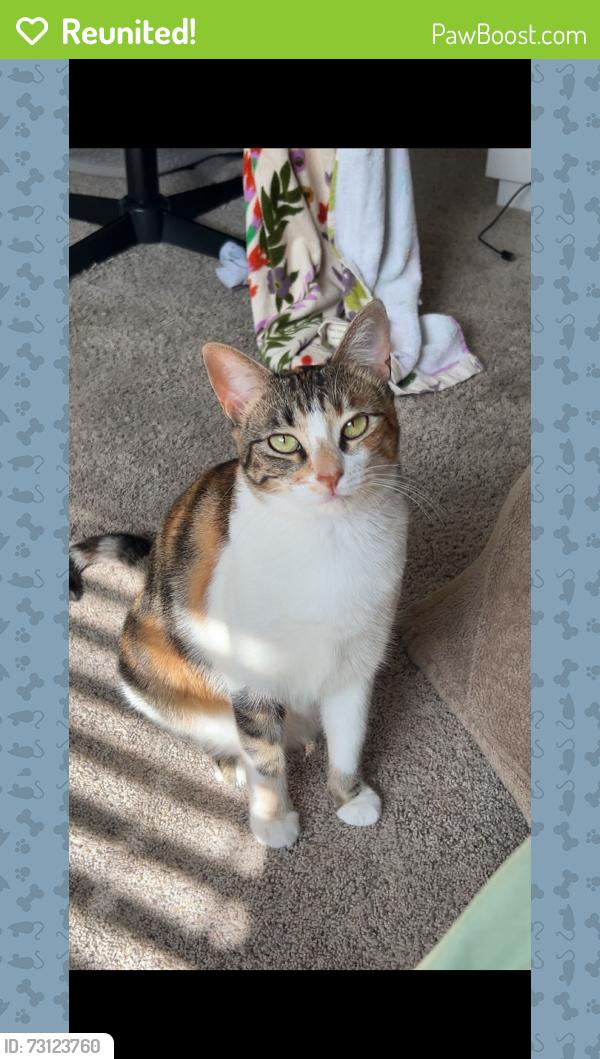 Reunited Female Cat last seen old spanish trail and ed franz elementary, San Antonio, TX 78233