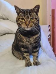 Lost Male Cat last seen Westcott road Liverpool, Anfield, England 