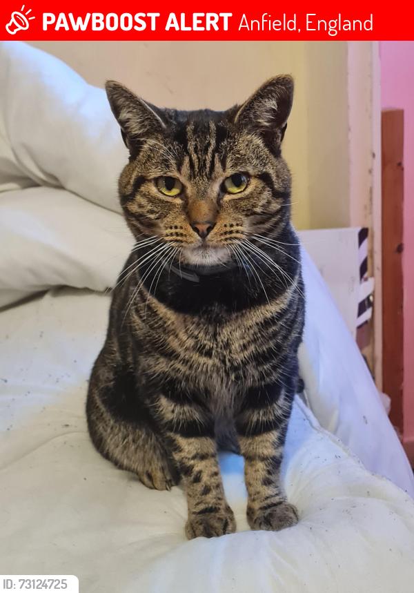 Lost Male Cat last seen Westcott road Liverpool, Anfield, England 
