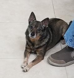 Reunited Male Dog last seen Crescent Rd, Crescent Court, Gandy, Navarre, FL 32566