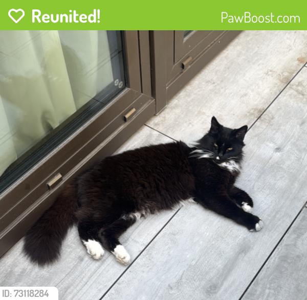 Reunited Unknown Cat last seen SW6 2DX, Greater London, England SW6 2DX