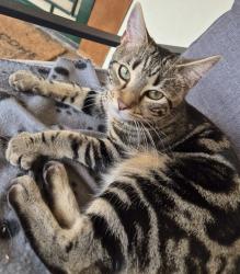 Lost Female Cat last seen Near clement Street Guildford, Guildford, NSW 2161
