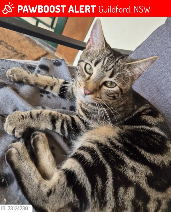 Lost Female Cat last seen Near clement Street Guildford, Guildford, NSW 2161