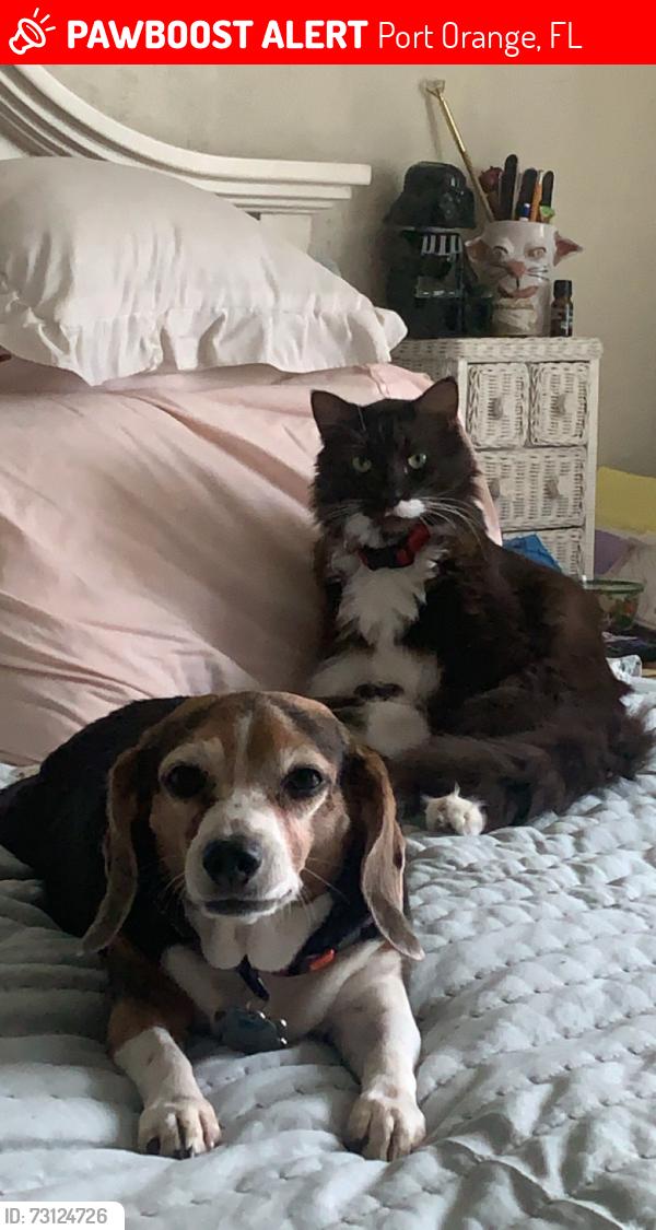 Lost Male Cat last seen 778-780 Osprey Drive, Port Orange, FL 32127