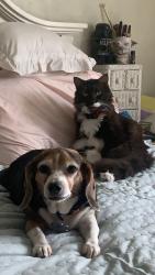 Lost Male Cat last seen 778-780 Osprey Drive, Port Orange, FL 32127